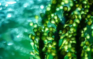 Algues Microalgues